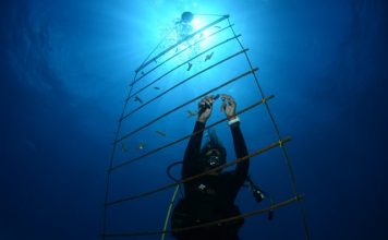 Nature Foundation starts EU-funded coral nursery project