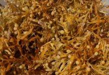 Caricom strategises to fight seaweed that’s hurting fishing industry