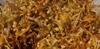 Seasonal Sargassum Seaweed Reaches Coastal Areas. CPS Urges Community to take Health Precautions