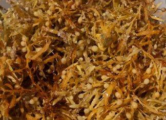 Seasonal Sargassum Seaweed Reaches Coastal Areas. CPS Urges Community to take Health Precautions