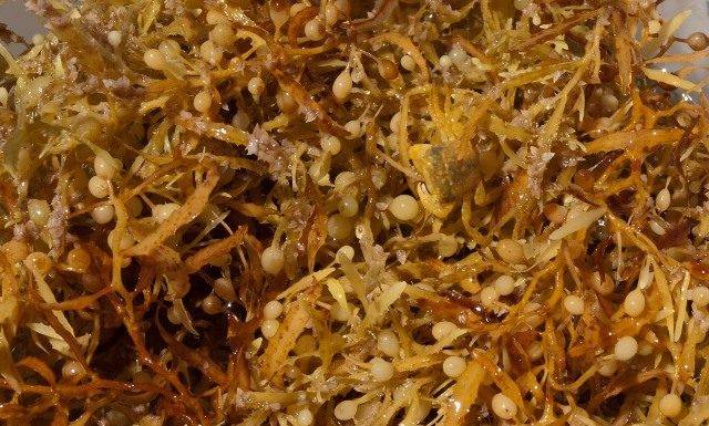 Seasonal Sargassum Seaweed Reaches Coastal Areas. CPS Urges Community to take Health Precautions