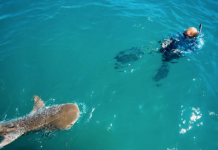 Dutch Caribbean Nature Alliance National Postcode Lottery Save our Sharks Project Places First Satellite Tag on Tiger Shark in the Eastern Caribbean