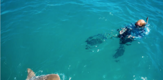 Dutch Caribbean Nature Alliance National Postcode Lottery Save our Sharks Project Places First Satellite Tag on Tiger Shark in the Eastern Caribbean