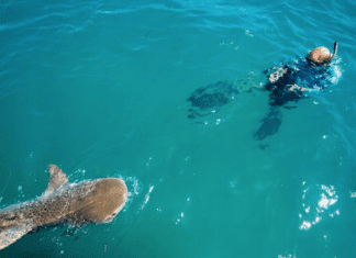 Dutch Caribbean Nature Alliance National Postcode Lottery Save our Sharks Project Places First Satellite Tag on Tiger Shark in the Eastern Caribbean