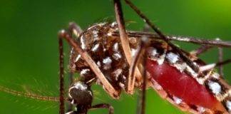 Emergency Committee lifts Public Health Emergency of International Concern on Zika but requires a long-term response