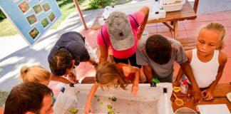 Migratory birds, and protective treaties celebrated on 20 Caribbean islands