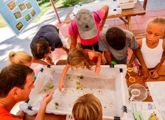 Migratory birds, and protective treaties celebrated on 20 Caribbean islands