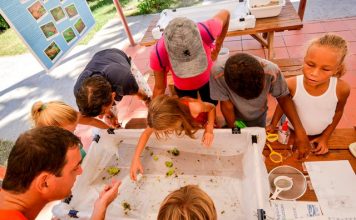 Migratory birds, and protective treaties celebrated on 20 Caribbean islands