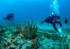 Coral reef assessments carried out in Saba, Statia and St. Maarten