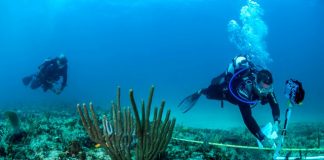Coral reef assessments carried out in Saba, Statia and St. Maarten