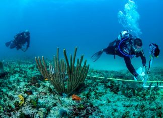 Coral reef assessments carried out in Saba, Statia and St. Maarten