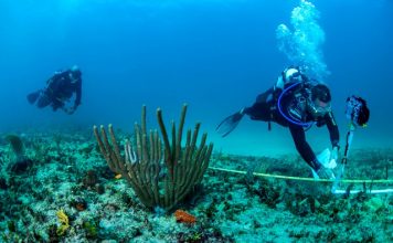 Coral reef assessments carried out in Saba, Statia and St. Maarten