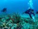 Coral reef assessments carried out in Saba, Statia and St. Maarten
