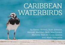 Free Ebook Shares Stories of Caribbean Waterbirds