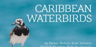 Free Ebook Shares Stories of Caribbean Waterbirds