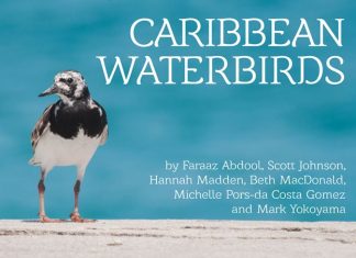 Free Ebook Shares Stories of Caribbean Waterbirds