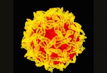 Fiebre amarilla: la OPS insta a viajeros no vacunados a vacunarse