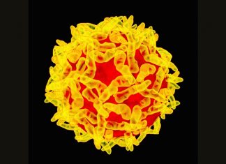 Yellow Fever: PAHO urges unvaccinated travellers to get vaccinated