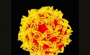 Fiebre amarilla: la OPS insta a los Estados Miembros a permanecer vigilantes