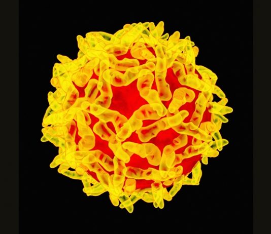 Yellow Fever: PAHO urges Member States to remain vigilant. CPS monitoring