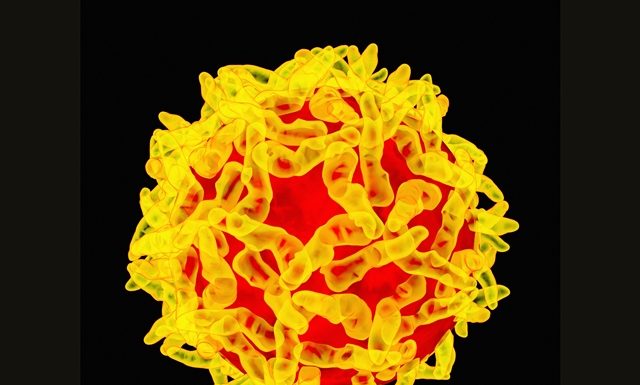 Yellow Fever: PAHO urges unvaccinated travellers to get vaccinated