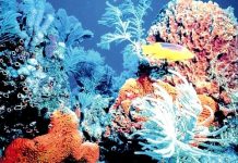 Climate change will lead to annual coral bleaching in the C’bean – study