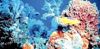 Climate change will lead to annual coral bleaching in the C’bean – study