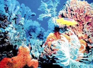 Climate change will lead to annual coral bleaching in the C’bean – study