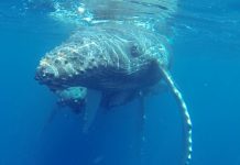 Nature Foundation re-launches 6th Marine Mammal Monitoring Project