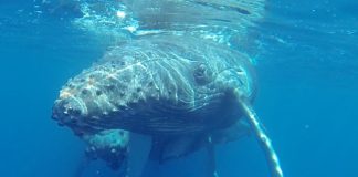 Nature Foundation re-launches 6th Marine Mammal Monitoring Project