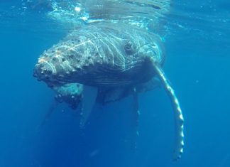 Nature Foundation re-launches 6th Marine Mammal Monitoring Project