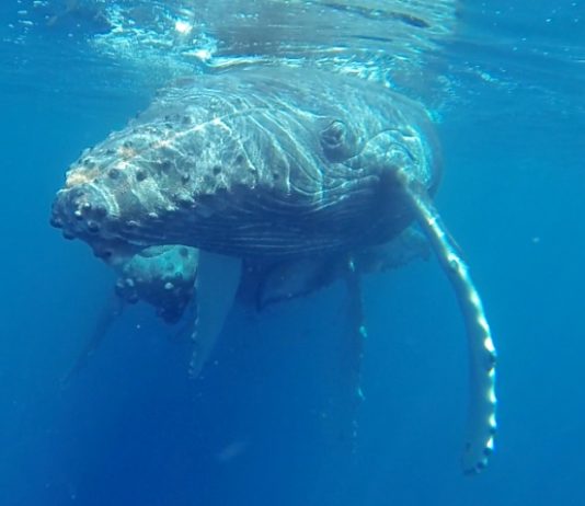 Nature Foundation re-launches 6th Marine Mammal Monitoring Project