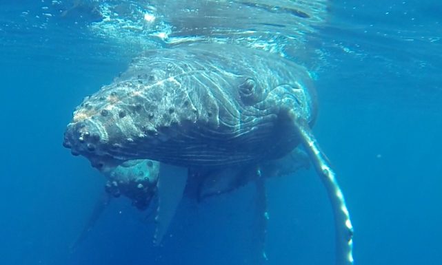 Nature Foundation re-launches 6th Marine Mammal Monitoring Project