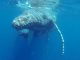 Nature Foundation re-launches 6th Marine Mammal Monitoring Project