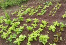 Spaceless Gardens Agricultural Music Festival Today Feb. 26