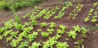 Spaceless Gardens Agricultural Music Festival Today Feb. 26