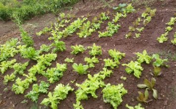 Spaceless Gardens Agricultural Music Festival Today Feb. 26