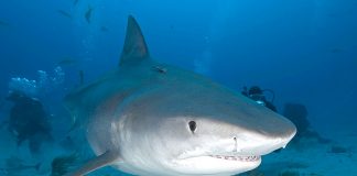 Sharks and Rays bring big money to The Bahamas