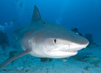 Sharks and Rays bring big money to The Bahamas