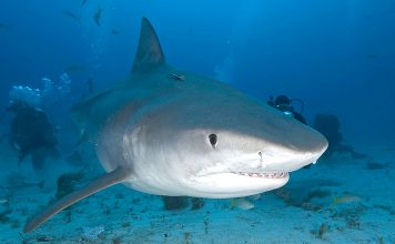 Sharks and Rays bring big money to The Bahamas