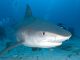 Sharks and Rays bring big money to The Bahamas