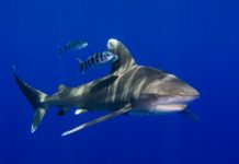 Dutch Caribbean Nature Alliance meets in Statia