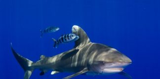 Dutch Caribbean Nature Alliance meets in Statia