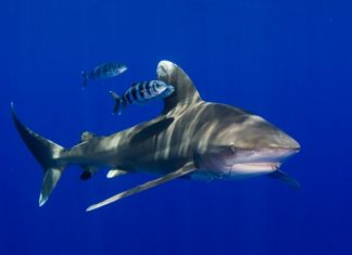 Dutch Caribbean Nature Alliance meets in Statia