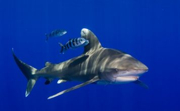 Dutch Caribbean Nature Alliance meets in Statia
