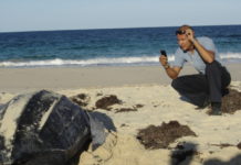 Nature Foundation records first sea turtle nests of the season