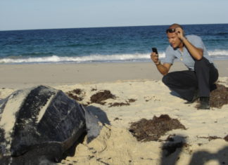 Nature Foundation records first sea turtle nests of the season