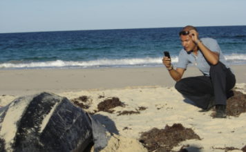 Nature Foundation records first sea turtle nests of the season