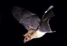 Dutch Caribbean bat conservation project receives funding
