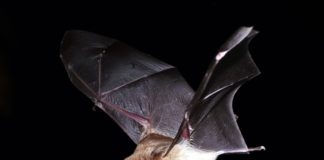 Dutch Caribbean bat conservation project receives funding